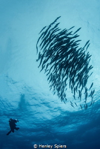Diver and School of Barracuda by Henley Spiers 